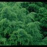 Elegans Viridis