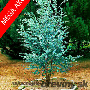 Eukalyptus gunii 30/40 cm, v črepníku Eucalyptus Gunii