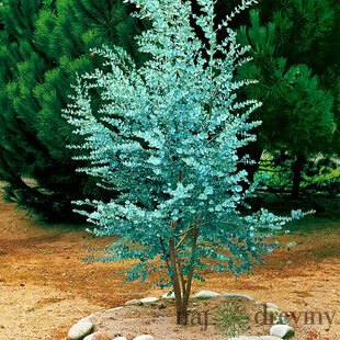 Eukalyptus nebeský gunii na kmienku (zberateľská drevina) 30/40 cm, v črepníku Eucalyptus gunii