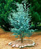 Eukalyptus nebeský gunii na kmienku (zberateľská drevina) 30/40 cm, v črepníku Eucalyptus gunii