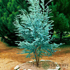 Eukalyptus nebeský gunii na kmienku (zberateľská drevina) 30/40 cm, v črepníku Eucalyptus gunii