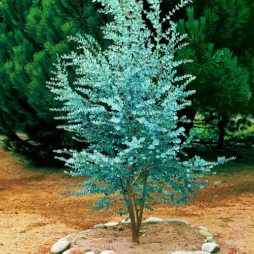 Eukalyptus nebeský gunii na kmienku (zberateľská drevina) 30/40 cm, v črepníku Eucalyptus gunii