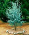 Eukalyptus pulverulenta “Baby Blue“, výška 60/80 cm, v črepníku 5l Eukalyptus pulverulenta ´BABY BLUE´