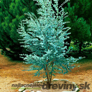 Eukalyptus Silver Dolar, výška 110/130 cm, v črepníku 5l Eucalyptus cinerea ‘Silver Dolar‘