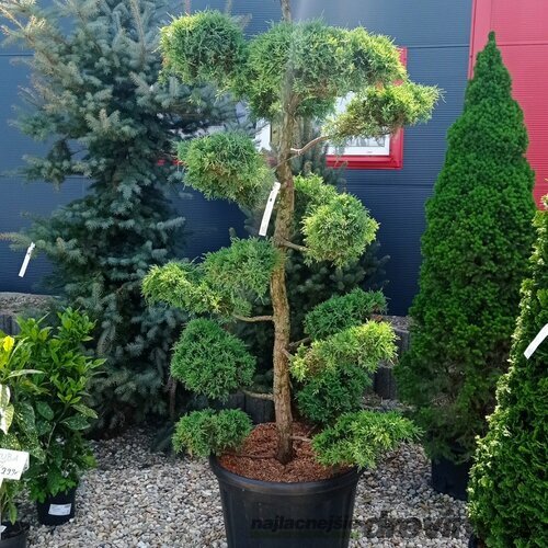 EXKLUZÍVNE! Borievka Glauca XL Bonsai 200/220 cm, v črepníku Juniperus pfitzeriana Glauca