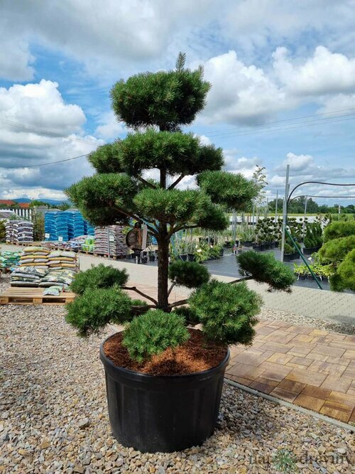 EXKLUZÍVNE! Borovica lesná Nórska, tvarovaný bonsai, 180/200 cm, v črepníku Pinus sylvestris Nordic