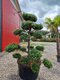 EXKLUZÍVNE! Borovica lesná Nórska, tvarovaný bonsai, 180/200 cm, v črepníku Pinus sylvestris Nordic