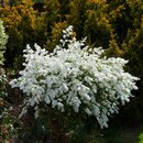 Exochorda