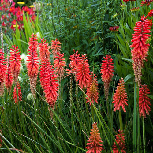 Fakľovka - (Kleopatrina ihla) Nancy Red, v črepníku Kniphofia Nancy Red