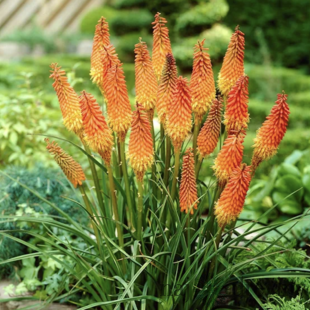 Fakľovka (kleopatrina ihla) žltá Vanilla, v črepníku Kniphofia Vanilla
