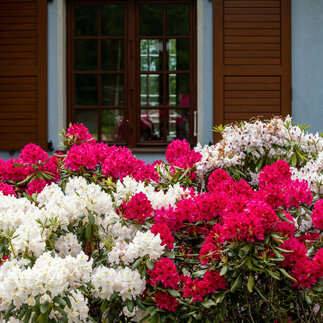 Farby v záhrade: Ako si vybrať ideálny Rododendrón
