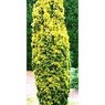 fastigiata aurea