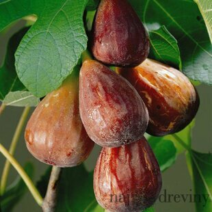 Figa (Figovník) 20/25 cm, veľkoplodá Gustissimo Peretta, v 3 L črepníku Ficus carica Gustissimo Peretta