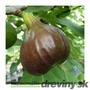 Figa - figovník ‘Bornholm‘, výška 40/60 cm, v črepníku Ficus carica Bornholm