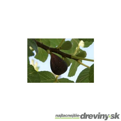 Figa-figovník Dalmácia, výška 40/60 cm, v črepníku Ficus carica