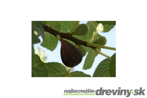 Figa-figovník Dalmácia, výška 40/60 cm, v črepníku Ficus carica