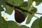 Figa-figovník Dalmácia, výška 40/60 cm, v črepníku Ficus carica
