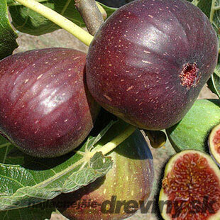 Figa-figovník Dottato na kmienku 140/150 cm, celková výška 180/220 cm, v črepníku 7,5l Ficus carica