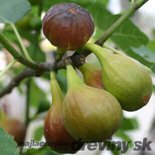 Figa-figovník Portogallo na kmienku 140/150 cm, celková výška 180/220 cm, v črepníku 7,5l Ficus carica