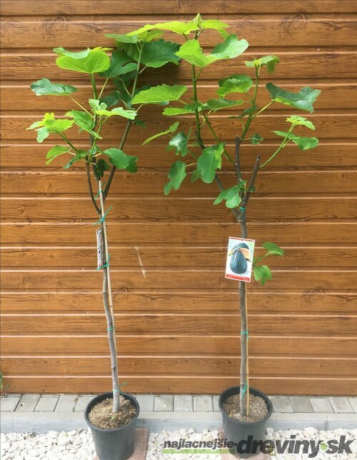 Figa (Figovník) veľkoplodá, výška 160/180 cm, v črepníku Ficus carica