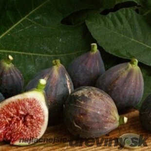 Figa veľkoplodá kríčková 40/50 cm Ficus carica