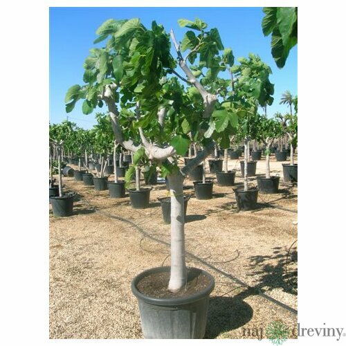 Figa veľkoplodá stromčeková na kmienku, 100/120 cm, v črepníku Ficus carica