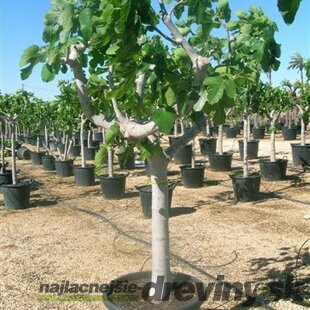 Figa veľkoplodá stromčeková na kmienku, 100/120 cm, v črepníku Ficus carica