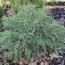 Filiformis Compacta