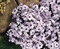 Flox Bavaria 10/15 cm v črepníku Phlox paniculata Bavaria
