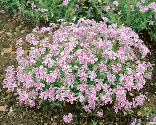 Flox Candy Stripes 10/15 cm v črepníku Phlox paniculata Candy Stripes