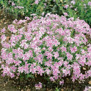 Flox Candy Stripes 10/15 cm v črepníku Phlox paniculata Candy Stripes