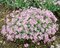 Flox Candy Stripes 10/15 cm v črepníku Phlox paniculata Candy Stripes