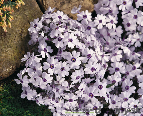Flox Europa, výška 10/15 cm, v črepníku Phlox paniculata Europa