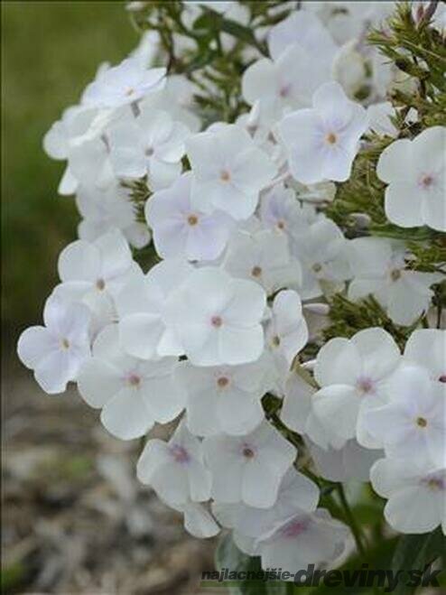 Flox Fujiyama, výška 10/15 cm, v črepníku P9 Phlox Fujiyama