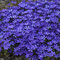 Flox KA WO PURPLE , výška 10/15 cm, v črepníku Phlox KA WO PURPLE