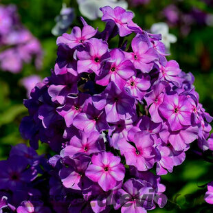 Flox metlinatý Amethyst, výška 10/15 cm, v črepníku P9 Phlox paniculata ‘Amethyst‘