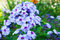 Flox metlinatý Blue Paradise, výška 10/15 cm, v črepníku Phlox (P) Blue Paradise