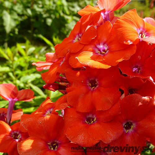 Flox Orange Perfection 10/15 cm v črepníku Phlox paniculata Orange Perfection