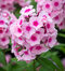 Flox šidlolistý ‘Bright Eyes‘, výška 10/15 cm, v črepníku Phlox (P) ‘Bright Eyes‘