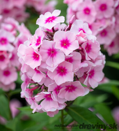 Flox šidlolistý ‘Bright Eyes‘, výška 10/15 cm, v črepníku Phlox (P) ‘Bright Eyes‘