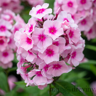 Flox šidlolistý ‘Bright Eyes‘, výška 10/15 cm, v črepníku Phlox (P) ‘Bright Eyes‘