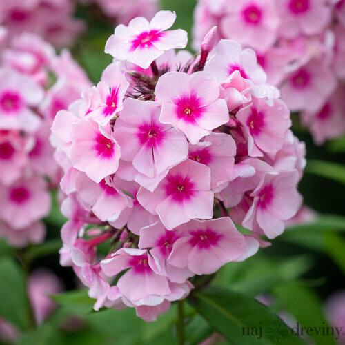 Flox šidlolistý ‘Bright Eyes‘, výška 10/15 cm, v črepníku Phlox (P) ‘Bright Eyes‘