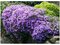 Flox šidlolistý Purple Beauty,v črepníku 1,5l Phlox subulata Purple Beauty