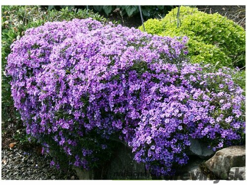 Flox šidlolistý Purple Beauty,v črepníku 1,5l Phlox subulata Purple Beauty