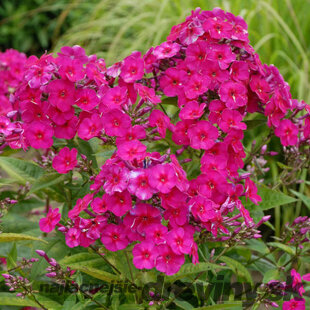 Flox Tenor 10/15 cm v črepníku Phlox paniculata Tenor