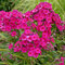 Flox Tenor 10/15 cm v črepníku Phlox paniculata Tenor