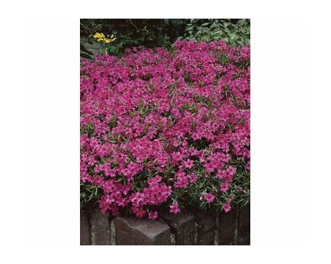 Flox Termiskaming 10/15 cm v črepníku Phlox paniculata Termiskaming