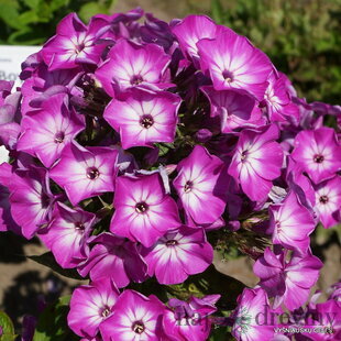 Flox Violet white