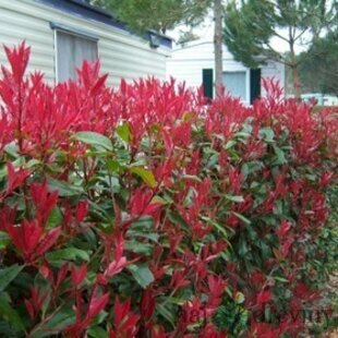 Fotínia aj na živý plot (červienka) Red Robin 25/35 cm, v črepníku P12/C2 Photinia fraseri red robin