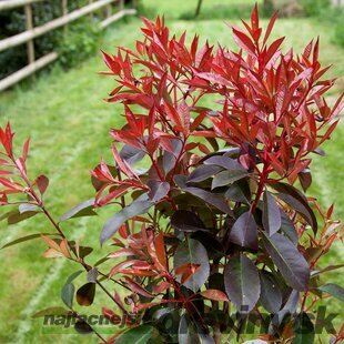 Fotínia aj na živý plot (červienka) Red Robin 25/35 cm, v črepníku Photinia Red Robin